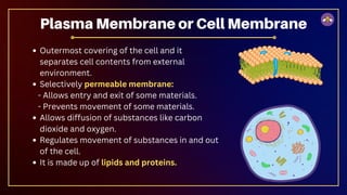 Outermost covering of the cell and it
separates cell contents from external
environment.
Selectively permeable membrane:
- Allows entry and exit of some materials.
- Prevents movement of some materials.
Allows diffusion of substances like carbon
dioxide and oxygen.
Regulates movement of substances in and out
of the cell.
It is made up of lipids and proteins.
Plasma Membrane or Cell Membrane
 