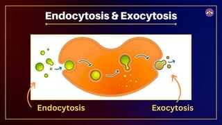 Endocytosis & Exocytosis
Endocytosis Exocytosis
 