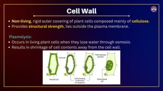 Cell Wall
Non-living, rigid outer covering of plant cells composed mainly of cellulose.
Provides structural strength, lies outside the plasma membrane.
Plasmolysis:
Occurs in living plant cells when they lose water through osmosis.
Results in shrinkage of cell contents away from the cell wall.
 
