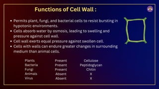 Functions of Cell Wall :
Permits plant, fungi, and bacterial cells to resist bursting in
hypotonic environments.
Cells absorb water by osmosis, leading to swelling and
pressure against cell wall.
Cell wall exerts equal pressure against swollen cell.
Cells with walls can endure greater changes in surrounding
medium than animal cells.
Plants
Bacteria
Fungi
Animals
Virus
Present
Present
Present
Absent
Absent
Cellulose
Peptidoglycan
Chitin
X
X
 