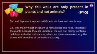 Why cell walls are only present in
plants and not animals?
Cell wall is present in plants while animals have cell membrane.
Cell wall mainly helps the plant to remain rigid and fixed. this helps
the plants because they are immobile. the cell wall mainly contains
cellulose and other substances, which are the main reasons why the
trunks and branches of the trees are strong.
(PYQ)
 