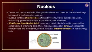 The nuclear membrane is double-layered and contains pores for material exchange
between the nucleus and cytoplasm.
Nucleus contains chromosomes (DNA and Protein) , visible during cell division,
which carry genetic information in the form of DNA molecules.
DNA (Deoxyribose Nucleic Acid) molecules contain the information essential for
constructing & organizing cells. These molecules consist of genes, which regulate
cell functions and inheritance, and are visible as chromatin material in non-dividing
cells.
Nucleus
 