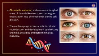 Chromatin material, visible as an entangled
mass of thread-like structures, undergoes
organization into chromosomes during cell
division.
The nucleus plays a central role in cellular
reproduction and development by directing
chemical activities and determining cell
maturity.
 