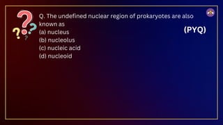 Q. The undefined nuclear region of prokaryotes are also
known as
(a) nucleus
(b) nucleolus
(c) nucleic acid
(d) nucleoid
(PYQ)
 