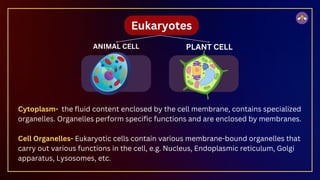 Eukaryotes
ANIMAL CELL PLANT CELL
Cytoplasm- the fluid content enclosed by the cell membrane, contains specialized
organelles. Organelles perform specific functions and are enclosed by membranes.
Cell Organelles- Eukaryotic cells contain various membrane-bound organelles that
carry out various functions in the cell, e.g. Nucleus, Endoplasmic reticulum, Golgi
apparatus, Lysosomes, etc.
 