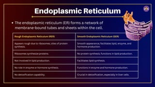 Rough Endoplasmic Reticulum (RER) Smooth Endoplasmic Reticulum (SER)
Appears rough due to ribosomes; sites of protein
synthesis.
Smooth appearance; facilitates lipid, enzyme, and
hormone production.
Ribosomes synthesize proteins. No protein synthesis; functions in lipid production.
Not involved in lipid production. Facilitates lipid synthesis.
No role in enzyme or hormone synthesis. Functions in enzyme and hormone production.
No detoxification capability. Crucial in detoxification, especially in liver cells.
The endoplasmic reticulum (ER) forms a network of
membrane-bound tubes and sheets within the cell.
Endoplasmic Reticulum
 