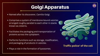 Named after its discoverer, Camillo Golgi.
Comprises a system of membrane-bound vesicles
arranged roughly parallel to each other in stacks
known as cisterns.
Facilitates the packaging and transportation of
proteins across the cytoplasm.
Performs functions such as storage, modification,
and packaging of products in vesicles.
Plays a role in the formation of lysosomes.
Golgi Apparatus
Traffic police' of the cell
 