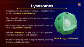 Lysosomes, filled with digestive enzymes from the RER, act
as the cell's waste disposal system.
They digest foreign material and worn-out organelles to
maintain cell cleanliness.
Lysosomes break down complex substances into simpler
ones using powerful enzymes.
Termed "suicide bags" as they may burst during cellular
disturbance, leading to self-digestion.
Involved in breaking down all organic material, including
bacteria and old organelles.
Lysosomes
‘Suicide bags' of the cell
 