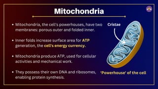 Mitochondria, the cell's powerhouses, have two
membranes: porous outer and folded inner.
Inner folds increase surface area for ATP
generation, the cell's energy currency.
Mitochondria produce ATP, used for cellular
activities and mechanical work.
They possess their own DNA and ribosomes,
enabling protein synthesis.
Mitochondria
‘Powerhouse' of the cell
Cristae
 