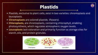 Plastids, exclusive to plant cells, exist in two varieties: chromoplasts and
leucoplasts.
Chromoplasts are colored plastids (flowers).
Chloroplasts, are chromoplasts, containing chlorophyll, enabling
photosynthesis, which regulates atmospheric oxygen levels.
Leucoplasts lack coloration and primarily function as storage sites for
starch, oils, and protein granules.
.
Plastids
 