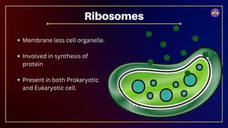 Membrane less cell organelle.
Involved in synthesis of
protein
Present in both Prokaryotic
and Eukaryotic cell.
Ribosomes
 