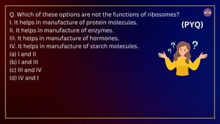 Q. Which of these options are not the functions of ribosomes?
I. It helps in manufacture of protein molecules.
II. It helps in manufacture of enzymes.
III. It helps in manufacture of hormones.
IV. It helps in manufacture of starch molecules.
(a) I and II
(b) I and III
(c) III and IV
(d) IV and I
(PYQ)
 