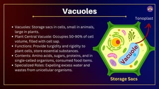 Vacuoles: Storage sacs in cells, small in animals,
large in plants.
Plant Central Vacuole: Occupies 50-90% of cell
volume, filled with cell sap.
Functions: Provide turgidity and rigidity to
plant cells, store essential substances.
Contents: Amino acids, sugars, proteins, and in
single-celled organisms, consumed food items.
Specialized Roles: Expelling excess water and
wastes from unicellular organisms.
Vacuoles
V
a
c
u
o
l
e
Storage Sacs
Tonoplast
 