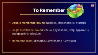 Double membrane-bound: Nucleus, Mitochondria, Plastids
Single membrane-bound: vacuole, lysosome, Golgi apparatus,
endoplasmic reticulum
Membrane-less: Ribosome, Centrosome (Centriole)
To Remember
 