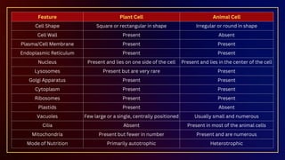 Feature Plant Cell Animal Cell
Cell Shape Square or rectangular in shape Irregular or round in shape
Cell Wall Present Absent
Plasma/Cell Membrane Present Present
Endoplasmic Reticulum Present Present
Nucleus Present and lies on one side of the cell Present and lies in the center of the cell
Lysosomes Present but are very rare Present
Golgi Apparatus Present Present
Cytoplasm Present Present
Ribosomes Present Present
Plastids Present Absent
Vacuoles Few large or a single, centrally positioned Usually small and numerous
Cilia Absent Present in most of the animal cells
Mitochondria Present but fewer in number Present and are numerous
Mode of Nutrition Primarily autotrophic Heterotrophic
 