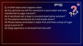 Q. In brief state what happens when
(a) Dry apricots are left for sometime in pure water and later
transferred to sugar solution?
(b) A red blood cell is kept in concentrated saline solution?
(c) The plasma membrane of a cell breaks down?
(d) Rhoeo leaves are boiled in water first and then a drop of sugar
syrup is put on it?
(e) Golgi apparatus is removed from the cell?
(PYQ)
 
