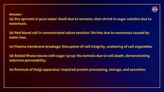 Answer-
(a) Dry apricots in pure water: Swell due to osmosis, then shrink in sugar solution due to
exosmosis.
(b) Red blood cell in concentrated saline solution: Shrinks due to exosmosis caused by
water loss.
(c) Plasma membrane breakage: Disruption of cell integrity, scattering of cell organelles.
(d) Boiled Rhoeo leaves with sugar syrup: No osmosis due to cell death, demonstrating
selective permeability.
(e) Removal of Golgi apparatus: Impaired protein processing, storage, and secretion.
 