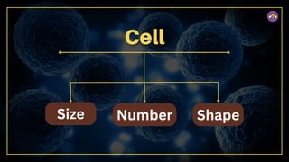 Size Number Shape
 