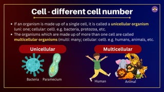 Unicellular
Cell - different cell number
If an organism is made up of a single cell, it is called a unicellular organism
(uni: one; cellular: cell). e.g. bacteria, protozoa, etc.
The organisms which are made up of more than one cell are called
multicellular organisms (multi: many; cellular: cell). e.g. humans, animals, etc.
Bacteria Paramecium
Multicellular
Human Animal
 