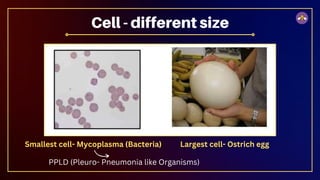 Cell - different size
Largest cell- Ostrich egg
Smallest cell- Mycoplasma (Bacteria)
PPLD (Pleuro- Pneumonia like Organisms)
 
