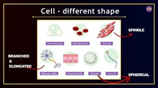 The Fundamental Unit of Life (Prashant Kirad).pptx