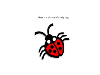 Here is a picture of a lady bug 
 