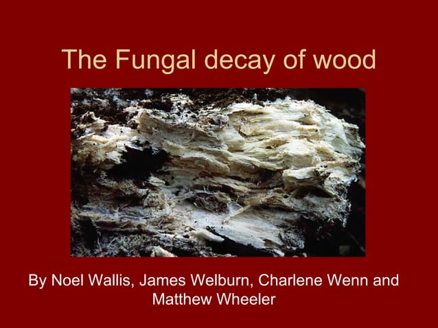 The Fungal Decay Of Wood 1 1 | PPT | Woodworking | Arts and Crafts