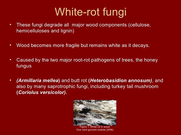 The Fungal Decay Of Wood 1 1