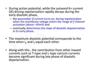• During action potential, while the outward K+ current
(IK) driving repolarisation rapidly decays during the
early diastolic phase,
– the pacemaker If current turns on, during repolarisation
when the membrane voltage enters the range of f-channel
activation (about –45mV) and
– eventually determines the slope of diastolic depolarisation
in its early phase.
• The maximum diastolic potential corresponds to the
time when IK and If equal each other.
• Along with this , the contribution from other inward
currents such as T-type and L-type calcium currents
become significant during late phase of diastolic
depolarisation.
 