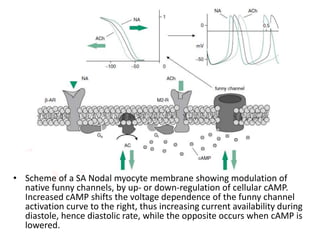 • Scheme of a SA Nodal myocyte membrane showing modulation of
native funny channels, by up- or down-regulation of cellular cAMP.
Increased cAMP shifts the voltage dependence of the funny channel
activation curve to the right, thus increasing current availability during
diastole, hence diastolic rate, while the opposite occurs when cAMP is
lowered.
 