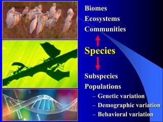Biome Variation The future of biodiversity abbreviated | PDF