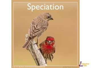 Speciation




Image from http://ﬂickr.com/photos/kenskritters/2128853769/
 