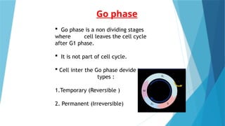 TheG1,G0andSphase (1).pptxcomplete cell cycle | PPTX