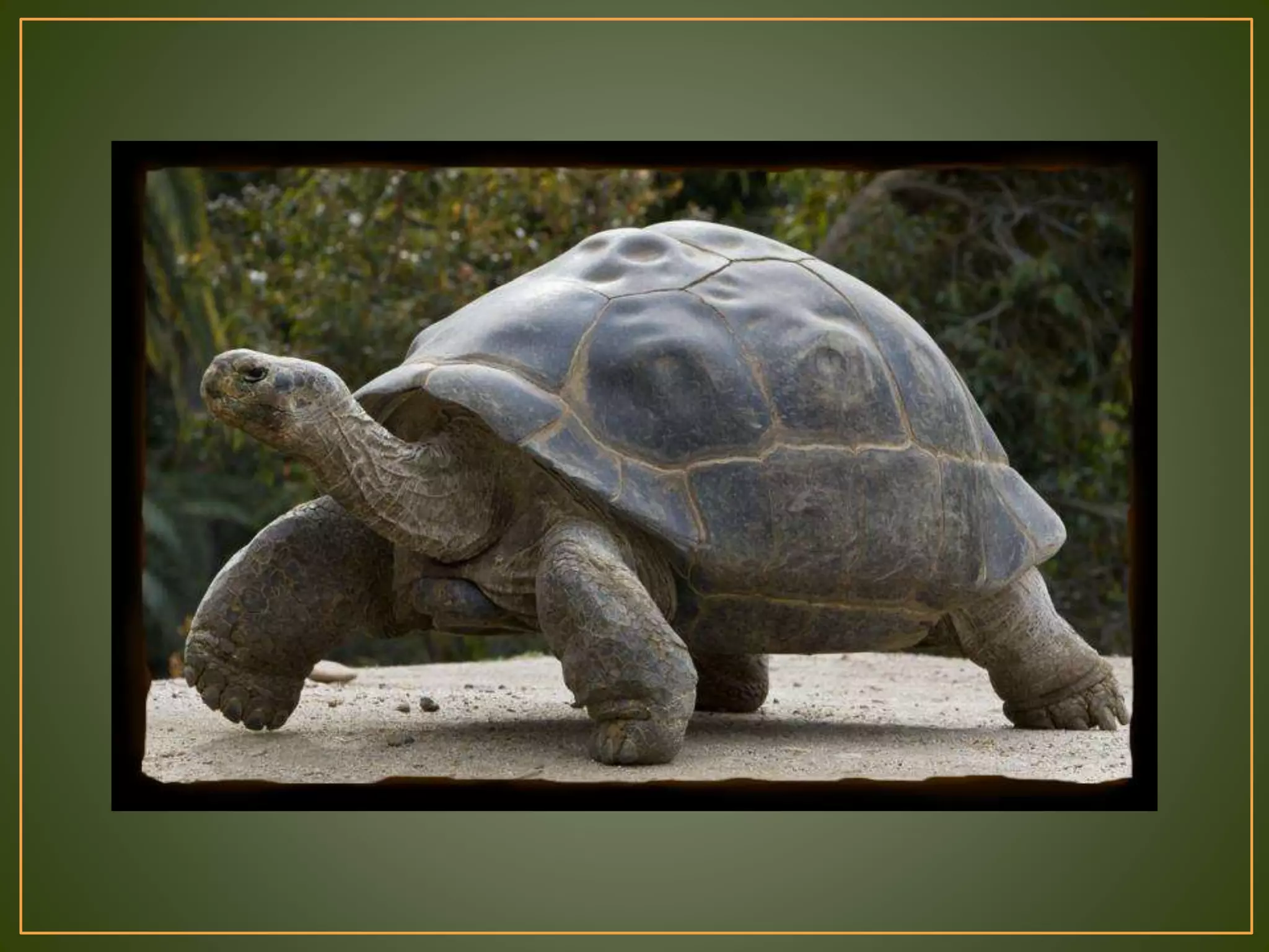 Tortoise Slideshow The Galapagos Tortoise | PPT