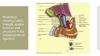 The gallbladder and bile ducts | PPTX