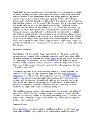 "saddleback" (denoting upward arching of the front edge of the shell resembling a saddle)
to "domed" (denoting a rounded convex surface resembling a dome). When a saddleback
tortoise withdraws its head and forelimbs into its shell, a large unprotected gap remains
over the neck, evidence of the lack of predation during the evolution of this structure.
Larger islands with humid highlands over 800 m (2,600 ft) in elevation, such as Santa Cruz,
have abundant vegetation near the ground.[50] Tortoises native to these environments tend to
have domed shells and are larger, with shorter necks and limbs. Saddleback tortoises
originate from small islands less than 500 m (1,600 ft) in elevation with dry habitats (e.g.
Española and Pinzón) that are more limited in food and other resources.[54] Two lineages of
Galapagos tortoises possess the Island of Santa Cruz and when observed it is concluded
that despite the shared similarities of growth patterns and morphological changes observed
during growth, the two lineages and two sexes can be distinguished on the basis of distinct
carapace features. Lineages differ by the shape of the vertebral and pleural scutes. Females
have a more elongated and wider carapace shape than males. Carapace shape changes with
growth, with vertebral scutes becoming narrower and pleural scutes becoming larger during
late ontogeny.
Evolutionaryimplications
In combination with proportionally longer necks and limbs,[34] the unusual saddleback
carapace structure is thought to be an adaptation to increase vertical reach, which enables
the tortoise to browse tall vegetation such as the Opuntia (prickly pear) cactus that grows in
arid environments.[82] Saddlebacks are more territorial[77][83] and smaller than domed
varieties, possibly adaptations to limited resources. Alternatively, larger tortoises may be
better-suited to high elevations because they can resist the cooler temperatures that occur
with cloud cover or fog.[49]
A competing hypothesis is that, rather than being principally a feeding adaptation, the
distinctive saddle shape and longer extremities might have been a secondary sexual
characteristic of saddleback males. Male competition over mates is settled by dominance
displays on the basis of vertical neck height rather than body size[49] (see below). This
correlates with the observation that saddleback males are more aggressive than domed
males.[84] The shell distortion and elongation of the limbs and neck in saddlebacks is
probably an evolutionary compromise between the need for a small body size in dry
conditions and a high vertical reach for dominance displays.[49]
The saddleback carapace probably evolved independently several times in dry habitats,[77]
since genetic similarity between populations does not correspond to carapace shape.[85]
Saddleback tortoises are, therefore, not necessarily more closely related to each other than
to their domed counterparts, as shape is not determined by a similar genetic background,
but by a similar ecological one.[49]
Sexual dimorphism
Sexual dimorphism is most pronounced in saddleback populations in which males have
more angled and higher front openings, giving a more extreme saddled appearance.[84]
 