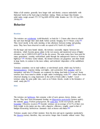 Males of all varieties generally have longer tails and shorter, concave undershells with
thickened knobs at the back edge to facilitate mating. Males are larger than females —
adult males weigh around 272–317 kg (600–699 lb) while females are 136–181 kg (300–
399 lb).[49]
Behavior
Routine
The tortoises are ectothermic (cold-blooded), so bask for 1–2 hours after dawn to absorb
the sun's heat through their dark shells before actively foraging for 8–9 hours a day.[45]
They travel mostly in the early morning or late afternoon between resting and grazing
areas. They have been observed to walk at a speed of 0.3 km/h (0.2 mph).[75]
On the larger and more humid islands, the tortoises seasonally migrate between low
elevations, which become grassy plains in the wet season, and meadowed areas of higher
elevation (up to 2,000 ft (610 m)[34]) in the dry season. The same routes have been used for
many generations, creating well-defined paths through the undergrowth known as "tortoise
highways".[50] On these wetter islands, the domed tortoises are gregarious and often found
in large herds, in contrast to the more solitary and territorial disposition of the saddleback
tortoises.
Tortoises sometimes rest in mud wallows or rain-formed pools, which may be both a
thermoregulatory response during cool nights, and a protection from parasites such as
mosquitoes and ticks.[50] Parasites are countered by taking dust baths in loose soil. Some
tortoises have been noted to shelter at night under overhanging rocks.[86] - others have been
observed sleeping in a snug depression in the earth or brush called a "pallet". Local
tortoises using the same pallet sites, such as on Volcán Alcedo, results in the formation of
small, sandy pits.[87]
Diet
The tortoises are herbivores that consume a diet of cacti, grasses, leaves, lichens, and
berries. They have been documented feeding on Hippomane mancinella ('poison apple'),
the endemic guava Psidium galapageium, the water fern Azolla microphylla, and the
bromeliad Tillandsia insularis.[88] Juvenile tortoises eat an average of 16.7% of their own
body weight in dry matter per day, with a digestive efficiency roughly equal to that of
hindgut-fermenting herbivorous mammals such as horses and rhinos.[89]
Tortoises acquire most of their moisture from the dew and sap in vegetation (particularly
the Opuntia cactus); therefore, they can survive longer than 6 months without water. They
 