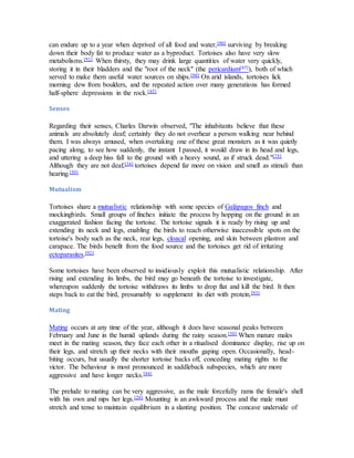can endure up to a year when deprived of all food and water,[90] surviving by breaking
down their body fat to produce water as a byproduct. Tortoises also have very slow
metabolisms.[91] When thirsty, they may drink large quantities of water very quickly,
storing it in their bladders and the "root of the neck" (the pericardium[45]), both of which
served to make them useful water sources on ships.[90] On arid islands, tortoises lick
morning dew from boulders, and the repeated action over many generations has formed
half-sphere depressions in the rock.[45]
Senses
Regarding their senses, Charles Darwin observed, "The inhabitants believe that these
animals are absolutely deaf; certainly they do not overhear a person walking near behind
them. I was always amused, when overtaking one of these great monsters as it was quietly
pacing along, to see how suddenly, the instant I passed, it would draw in its head and legs,
and uttering a deep hiss fall to the ground with a heavy sound, as if struck dead."[75]
Although they are not deaf,[34] tortoises depend far more on vision and smell as stimuli than
hearing.[50]
Mutualism
Tortoises share a mutualistic relationship with some species of Galápagos finch and
mockingbirds. Small groups of finches initiate the process by hopping on the ground in an
exaggerated fashion facing the tortoise. The tortoise signals it is ready by rising up and
extending its neck and legs, enabling the birds to reach otherwise inaccessible spots on the
tortoise's body such as the neck, rear legs, cloacal opening, and skin between plastron and
carapace. The birds benefit from the food source and the tortoises get rid of irritating
ectoparasites.[92]
Some tortoises have been observed to insidiously exploit this mutualistic relationship. After
rising and extending its limbs, the bird may go beneath the tortoise to investigate,
whereupon suddenly the tortoise withdraws its limbs to drop flat and kill the bird. It then
steps back to eat the bird, presumably to supplement its diet with protein.[93]
Mating
Mating occurs at any time of the year, although it does have seasonal peaks between
February and June in the humid uplands during the rainy season.[50] When mature males
meet in the mating season, they face each other in a ritualised dominance display, rise up on
their legs, and stretch up their necks with their mouths gaping open. Occasionally, head-
biting occurs, but usually the shorter tortoise backs off, conceding mating rights to the
victor. The behaviour is most pronounced in saddleback subspecies, which are more
aggressive and have longer necks.[84]
The prelude to mating can be very aggressive, as the male forcefully rams the female's shell
with his own and nips her legs.[20] Mounting is an awkward process and the male must
stretch and tense to maintain equilibrium in a slanting position. The concave underside of
 