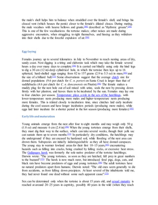 the male's shell helps him to balance when straddled over the female's shell, and brings his
cloacal vent (which houses the penis) closer to the female's dilated cloaca. During mating,
the male vocalises with hoarse bellows and grunts,[86] described as "rhythmic groans".[50]
This is one of the few vocalisations the tortoise makes; other noises are made during
aggressive encounters, when struggling to right themselves, and hissing as they withdraw
into their shells due to the forceful expulsion of air.[94]
Egg-laying
Females journey up to several kilometres in July to November to reach nesting areas of dry,
sandy coast. Nest digging is a tiring and elaborate task which may take the female several
hours a day over many days to complete.[50] It is carried out blindly using only the hind legs
to dig a 30 cm (12 in)-deep cylindrical hole, in which the tortoise then lays up to 16
spherical, hard-shelled eggs ranging from 82 to 157 grams (2.9 to 5.5 oz) in mass,[45] and
the size of a billiard ball.[73] Some observations suggest that the average clutch size for
domed populations (9.6 per clutch for C. n. porteri on Santa Cruz) is larger than that of
saddlebacks (4.6 per clutch for C. n. duncanensis on Pinzón).[46] The female makes a
muddy plug for the nest hole out of soil mixed with urine, seals the nest by pressing down
firmly with her plastron, and leaves them to be incubated by the sun. Females may lay one
to four clutches per season. Temperature plays a role in the sex of the hatchlings, with
lower-temperature nests producing more males and higher-temperature nests producing
more females. This is related closely to incubation time, since clutches laid early incubate
during the cool season and have longer incubation periods (producing more males), while
eggs laid later incubate for a shorter period in the hot season (producing more females).[95]
Earlylifeandmaturation
Young animals emerge from the nest after four to eight months and may weigh only 50 g
(1.8 oz) and measure 6 cm (2.4 in).[50] When the young tortoises emerge from their shells,
they must dig their way to the surface, which can take several weeks, though their yolk sac
can sustain them up to seven months.[73] In particularly dry conditions, the hatchlings may
die underground if they are encased by hardened soil, while flooding of the nest area can
drown them. Subspecies are initially indistinguishable as they all have domed carapaces.
The young stay in warmer lowland areas for their first 10–15 years,[45] encountering
hazards such as falling into cracks, being crushed by falling rocks, or excessive heat stress.
The Galápagos hawk was formerly the sole native predator of the tortoise hatchlings;
Darwin wrote: "The young tortoises, as soon as they are hatched, fall prey in great numbers
to the buzzard".[75] The hawk is now much rarer, but introduced feral pigs, dogs, cats, and
black rats have become predators of eggs and young tortoises.[96] The adult tortoises have
no natural predators apart from humans; Darwin noted: "The old ones seem generally to die
from accidents, as from falling down precipices. At least several of the inhabitants told me,
they had never found one dead without some such apparent cause".[75]
Sex can be determined only when the tortoise is about 15 years old, and sexual maturity is
reached at around 20–25 years in captivity, possibly 40 years in the wild (when they reach
 