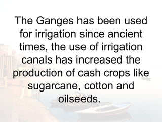 The Ganges has been used 
for irrigation since ancient 
times, the use of irrigation 
canals has increased the 
production of cash crops like 
sugarcane, cotton and 
oilseeds. 
 