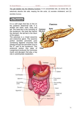 Dr. Kamal Motawei                     H.I.M.T.             Introduction to Anatomy (ANAT 215)

The gall bladder has the following functions: It (1) concentrates bile, (2) stores bile, (3)
selectively absorbs bile salts, keeping the bile acids, (4) excretes cholesterol, and (5)
secretes mucous.


The Pancreas:

It is a soft organ that lies on the on
the posterior abdominal wall. It is
divided into head, neck, body and
tail. The head lies in the concavity of
the duodenum, the body lies behind
the stomach, the tail lies in the hilum
of the spleen.
The pancreas is a mixed (exocrine
and endocrine) gland. The exocrine
portion secretes pancreatic juice
(containing digestive enzymes) that
passes through the pancreatic duct to
the 2nd part of the duodenum. The
endocrine portion (the islets of
Langerhans) produces the hormones
insulin and glucagon that play a key
role in carbohydrate metabolism.




                                                                                           73
 