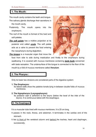 Dr. Kamal Motawei                     H.I.M.T.          Introduction to Anatomy (ANAT 215)


  1. The Mouth:

The mouth cavity contains the teeth and tongue.
The salivary glands discharge their secretions in
  the mouth cavity.
Posteriorly,   The    mouth   opens     into       the
  oropharynx.
The roof of the mouth is formed of the hard and
  soft palates.
The soft palate has a midline projection at its
  posterior end called uvula. The soft palate
  acts as a valve to prevent the food entering
  the nasopharynx during deglutition.
The tongue is a muscular organ that move the
  food from side to side during mastication and finally to the oropharynx during
  swallowing. It is covered with mucous membrane containing taste buds concerned
  with taste sensation. The undersurface of the tongue is connected to the floor of the
  mouth by a fold of mucous membrane called frenulum.


  2. The Pharynx :

  Only its lower two divisions are considered parts of the digestive system:

  1. The Oropharynx:
     Its lateral walls show the palatine tonsils lying in-between double folds of mucous
        membrane.

  2. The Hypopharynx (Laryngopharynx):
     Its posterior wall is adherent to the larynx (below the level of the inlet of the
        larynx). It is continuous below with the esophagus.

    3. The Esophagus:


  It is a muscular tube lined with mucous membrane. It is 25 cm long.
  It passes in the neck, thorax, and abdomen. It terminates in the cardiac end of the
     stomach.
  It lies in front of the vertebral column and behind the trachea, heart and diaphragm,
     successively.

                                                                                          66
 