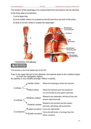 Dr. Kamal Motawei                        H.I.M.T.                Introduction to Anatomy (ANAT 215)

The function of the esophagus is to conduct food from the pharynx into the stomach.
It has three sites of constriction:
  1) at its beginning
  2) at its middle: where it is crossed by the left bronchus and arch of the aorta.
  3) close to its end: where it crosses the diaphragm.




 4. The stomach:

The stomach is the most dilated part of the GIT.

It lies in the upper left part of the abdomen and extends down to the umbilical region
         (or even the hypogastric region).
Its capacity is very variable (average 1500cc in adults).

                      Cardiac orifice:       Where the esophagus enters the stomach.

   2 orifices
                      Pyloric orifice:       Where the stomach joins the duodenum.
                                             It is surrounded by thick pyloric sphincter.

                                             Related to the diaphragm, left lobe of liver and
                      Anterior surface:
   2 surfaces                                anterior abdominal wall.

                                             Related to the stomach bed (the spleen,
                      Posterior surface
                                             pancreas, left kidney, left suprarenal)
                      Lesser curvature: Forms the right border.
   2 curvatures                              Forms the left border. It is longer than the
                      Greater curvature:
                                             lesser curvature.


                                                                                                 67
 