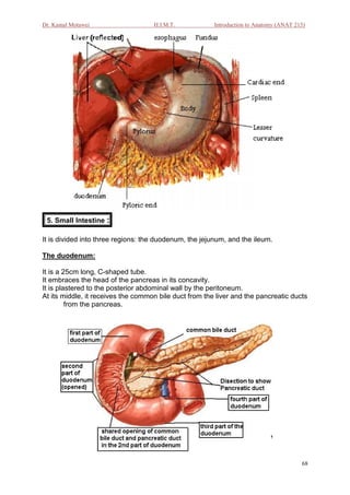 Dr. Kamal Motawei                   H.I.M.T.            Introduction to Anatomy (ANAT 215)




 5. Small Intestine :

It is divided into three regions: the duodenum, the jejunum, and the ileum.

The duodenum:

It is a 25cm long, C-shaped tube.
It embraces the head of the pancreas in its concavity.
It is plastered to the posterior abdominal wall by the peritoneum.
At its middle, it receives the common bile duct from the liver and the pancreatic ducts
         from the pancreas.




                                                                                        68
 