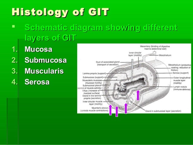 The gastro intestinal system simple diagram of the salivary glands 