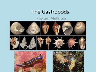 The Gastropods
 Phylum Mollusca
 