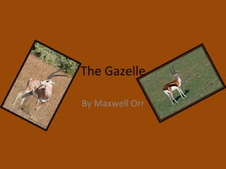 The Gazelle By Maxwell Orr 