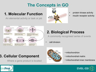 The Concepts in GO
1. Molecular Function
2. Biological Process
3. Cellular Component
An elemental activity or task or job
• protein kinase activity
• insulin receptor activity
A commonly recognised series of events
• cell division
Where a gene product is located
• mitochondrion
• mitochondrial matrix
• mitochondrial inner membrane
 