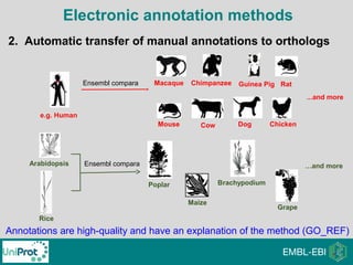 Annotations are high-quality and have an explanation of the method (GO_REF)
Macaque
Mouse DogCow
Guinea PigChimpanzee Rat
Chicken
Ensembl compara
2. Automatic transfer of manual annotations to orthologs
...and more
e.g. Human
Arabidopsis
Rice
Brachypodium
Maize
Poplar
Grape
…and moreEnsembl compara
Electronic annotation methods
 