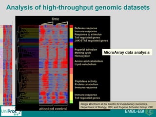 pears on lw n3d ...
: Set_LW_n3d_5p_...
Colored by: Copy of Copy of C5_RMA (Defa...
Gene List: all genes (14010)
attacked
time
control
Puparial adhesion
Molting cycle
Hemocyanin
Defense response
Immune response
Response to stimulus
Toll regulated genes
JAK-STAT regulated genes
Immune response
Toll regulated genes
Amino acid catabolism
Lipid metobolism
Peptidase activity
Protein catabolism
Immune response
cted Gene Tree: pearson lw n3d ...
ch color classification: Set_LW_n3d_5p_...
Colored by: Copy of Copy of C5_RMA (Defa...
Gene List: all genes (14010)
Bregje Wertheim at the Centre for Evolutionary Genomics,
Department of Biology, UCL and Eugene Schuster Group, EBI.
MicroArray data analysis
Analysis of high-throughput genomic datasets
 